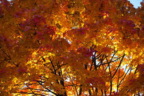 Autumn Colours by safaribears