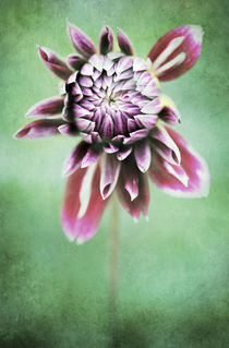 Dahlia Flower 3 von Neil Overy