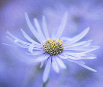 Purple Aster by Neil Overy
