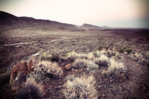 Karoo Desert 3 von Neil Overy