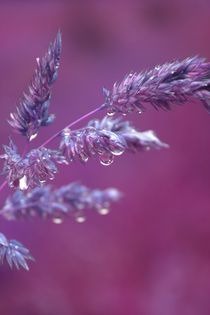 Purple Drops by Christine Bässler