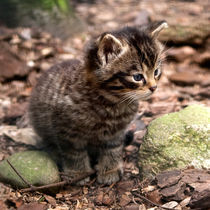 Scottish Wildcat kitten  von Linda More