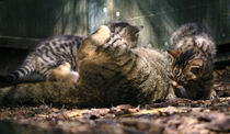 Scottish Wildcat mother and kittens playing  by Linda More