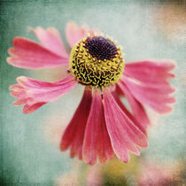 Helenium 1 by Neil Overy