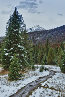 First snow in the Rocky mountains forest.  by Irina Moskalev