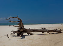 Dead Tree on Diani Beach by safaribears