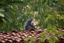 Vervet Monkey by safaribears