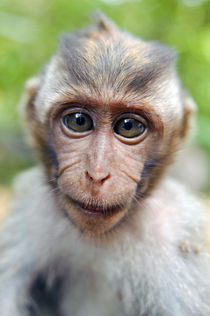 Baby monkey by Alexey Galyzin