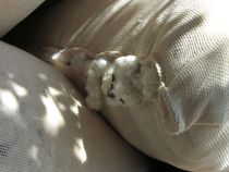 Baumwolle in Säcken, Cotton von Anke Franikowski