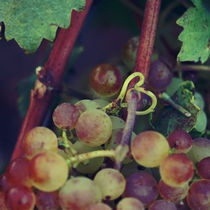 Heart & grapes by Nathalie Knovl