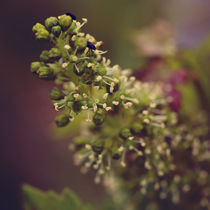 Beetles in vine flower von Nathalie Knovl