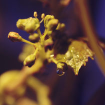 vine flower drop von Nathalie Knovl