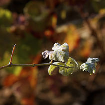 small vine leaves by Nathalie Knovl