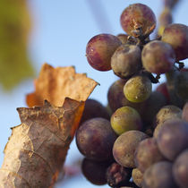 Last grapes by Nathalie Knovl