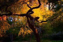Fall in Central park 5 by Maks Erlikh
