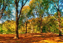 Fall in Central park by Maks Erlikh