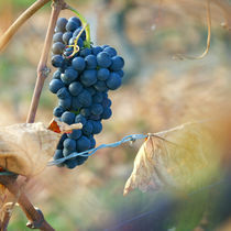 Winter grape by Nathalie Knovl