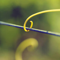 Tendril wire by Nathalie Knovl