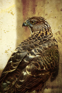 Bird of Prey, Cooper's Hawk (Accipiter cooperii) by Eye in Hand Gallery