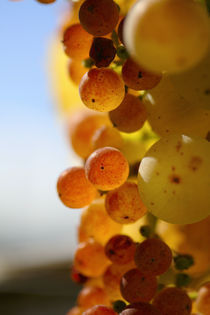 Golden red grapes by Nathalie Knovl