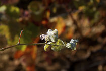 Small vine leaves by Nathalie Knovl