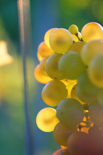 sunset grape von Nathalie Knovl
