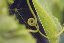 Tendril on a leaf by Nathalie Knovl