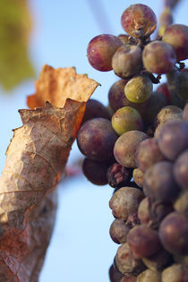 Last grapes by Nathalie Knovl