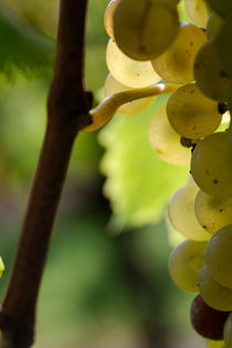 Transparent grapes by Nathalie Knovl