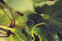 Tendril with leaves by Nathalie Knovl