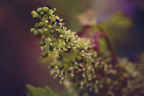 Beetles in vine flower