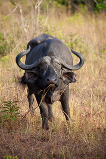 African Buffalo by safaribears