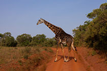 Twiga von safaribears