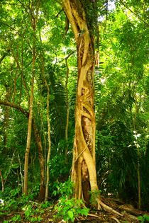 Mystischer Baumriese inmitten des Regenwaldes bei Palenque by Mellieha Zacharias