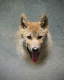 Portrait of a Wolf Pup von Louise Heusinkveld