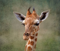Portrait of a Baby Giraffe by Louise Heusinkveld
