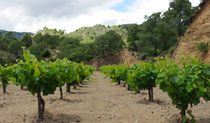 mountain vineyard von Andreas Charitonos
