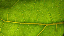 leaf von joegiorgino