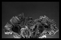 black roses by joegiorgino