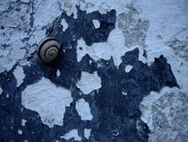 composition with a snail  by joegiorgino
