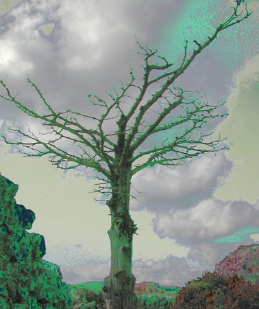Agios-ilarion-tree1
