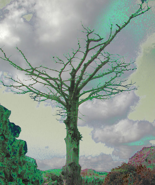 Agios-ilarion-tree1
