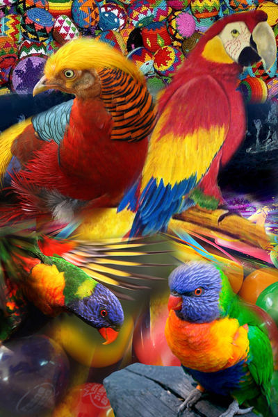 Birds-and-colors