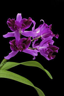 Orchidee-Laelio Cattleya-orchid von monarch