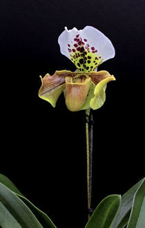 Orchidee Paphiopedilum-Frauenschuh-orchid von monarch