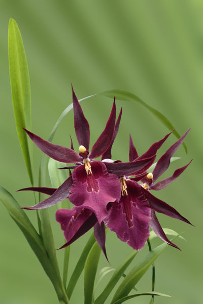 Orchid-miltassia-d-rot1403-c-gruen-finx-fest3