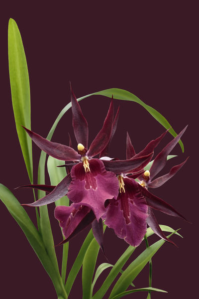 Orchid-miltassia-1403-c-bordeaux-finxx