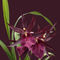 Orchid-miltassia-1403-c-bordeaux-finxx