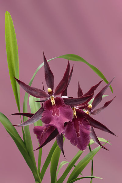 Orchid-miltassia-d-rot1403-c-du-rosa-finx-fest2