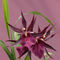 Orchid-miltassia-d-rot1403-c-du-rosa-finx-fest2